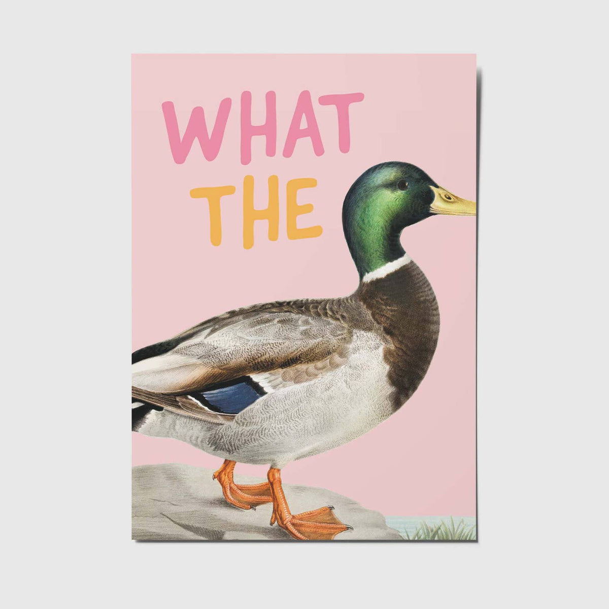 Lustige Postkarte von Studio Mirabella mit dem Spruch „What the Duck“ und Enten-Motiv